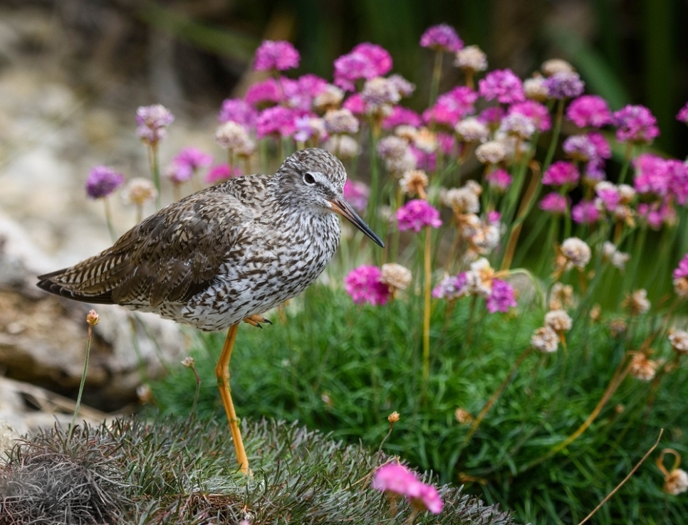 View: Summer Wildlife Photography - 2 places left!